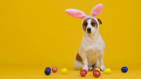 funny dog wears Easter bunny ears sitting next to colorful Easter eggs