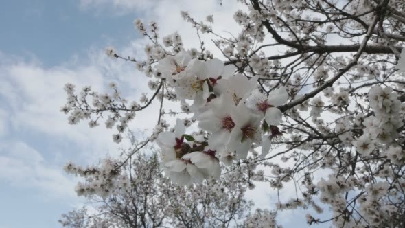 Lush Flowering Spring Tree