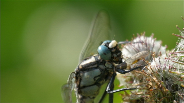 A Dragonfly on the Flower Nectar