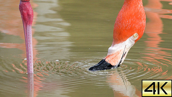 The Caribbean Flamingo (Phoenicopterus Ruber) 01