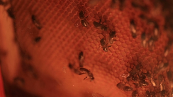  Bees Convert Nectar Into Honey