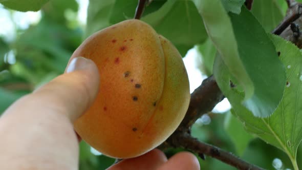 Apricot fruit hanging on the tree. Female hand picks ripe fruit from the tree in summer.
