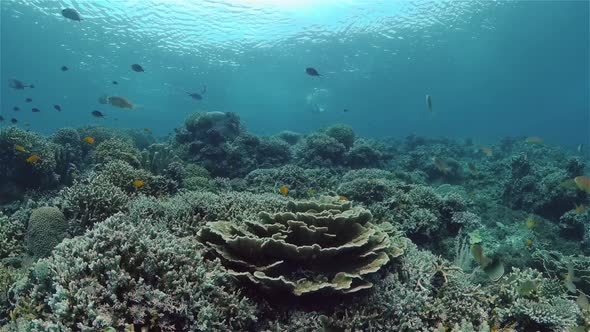 Coral Reef and Tropical Fish alt