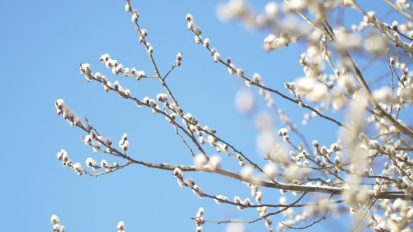 Willow Buds Covered With Snow