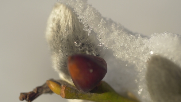 Willow Buds Covered With Snow