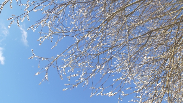 Willow Buds Covered With Snow