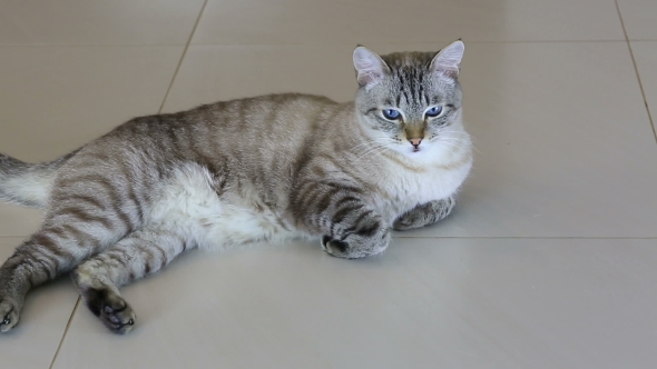 Thai Imposingly Beautiful Cat Lying On Floor alt