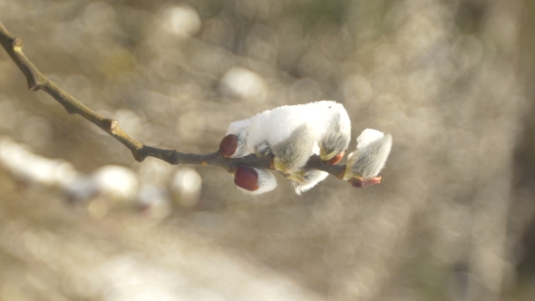 Willow Buds Covered With Snow