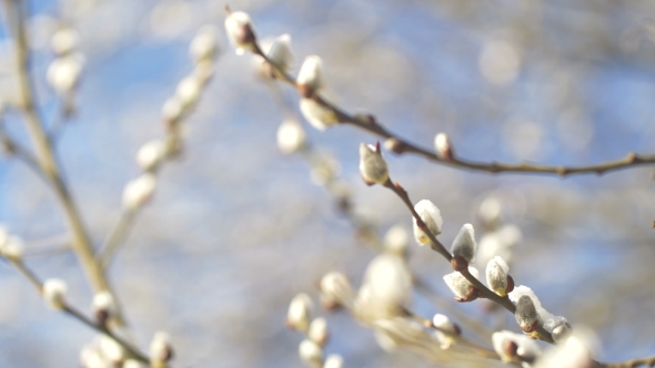 Willow Buds Covered With Snow
