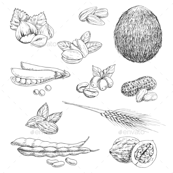 Nuts, Beans, Seeds and Wheat Sketches - Food Objects