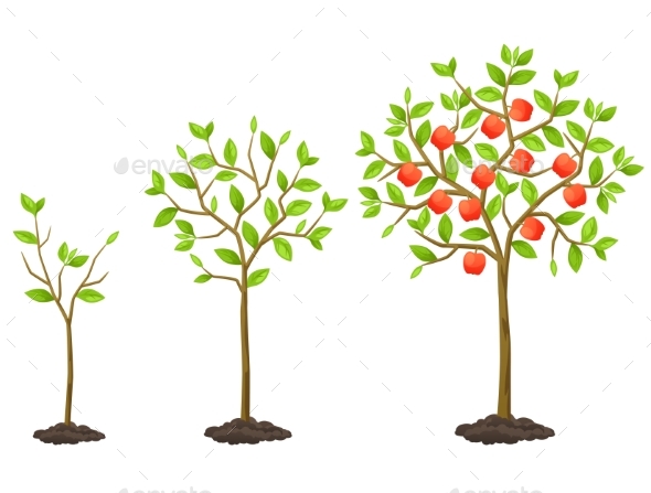 Growth Cycle from Seedling to Fruit Tree - Flowers & Plants Nature