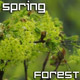 Spring Rain Forest Spring Rain Forest - VideoHive Item for Sale