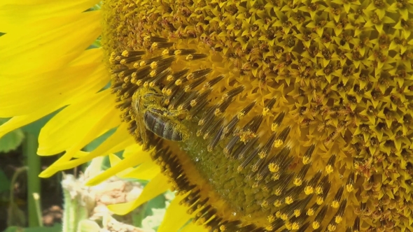 Bee Working On Sunflower In , Blue Sky And Sunny Weather.
