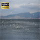 Seagulls - VideoHive Item for Sale