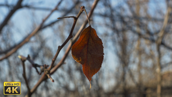 Dried  Leaf