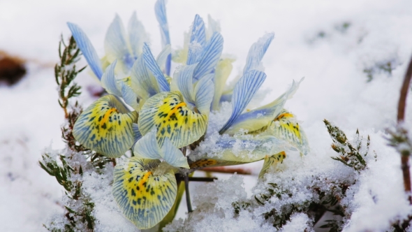 Spring Flowers In The Snow. alt