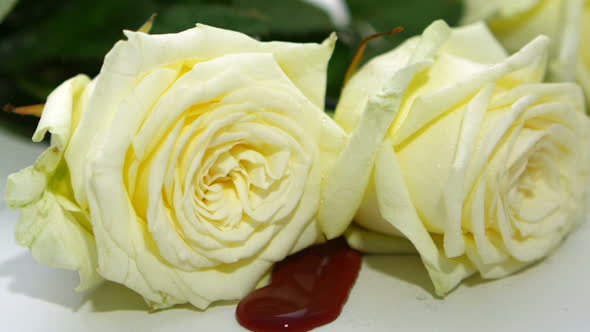 Concept Of Two Bleeding White Rose