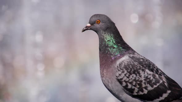 Dove And The Rainbow