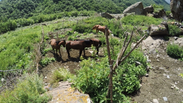 Family Of Horses On Nature alt