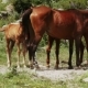 Family Of Horses On Nature - VideoHive Item for Sale