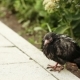 Wet Pigeon On Asphalt - VideoHive Item for Sale