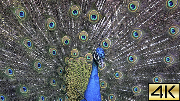 Peacock 02