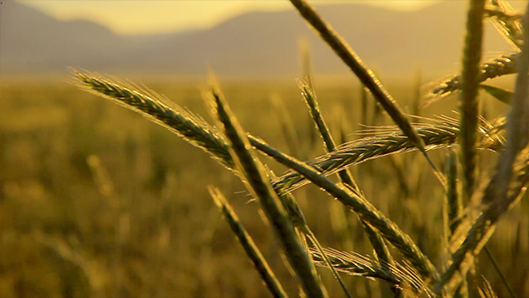 Field of Wheat