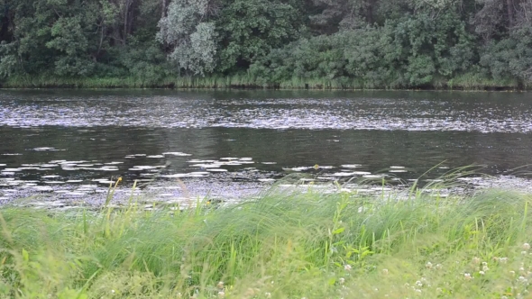 Small River In Summer With Lush Green Reed Swaying In Wind