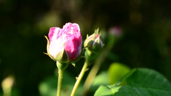 Pink Rose Bud On Blurred Background