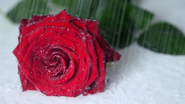 Concept Of Red Rose In The Rain.
