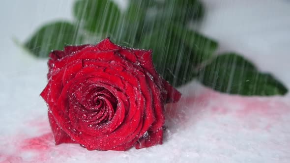Concept Of Bleeding Red Rose In The Rain