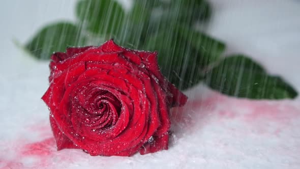 Concept Of Bleeding Red Rose In The Rain, Stock Footage | VideoHive