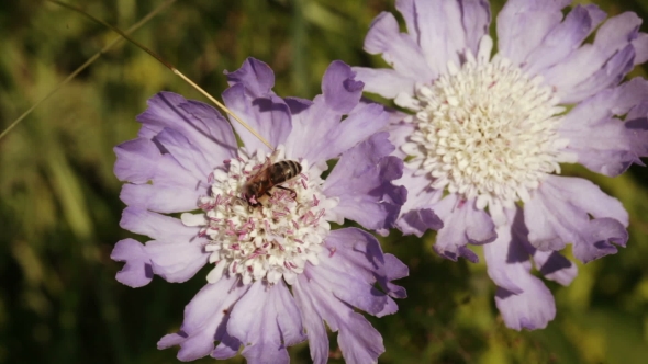 Alpine Meadow Flower With Bee