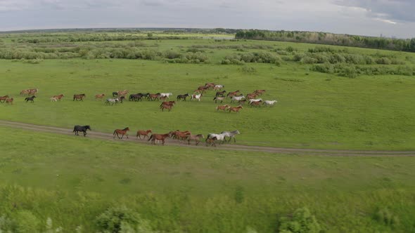 A Herd of Horses Gallops Through a Green Meadow Along the River