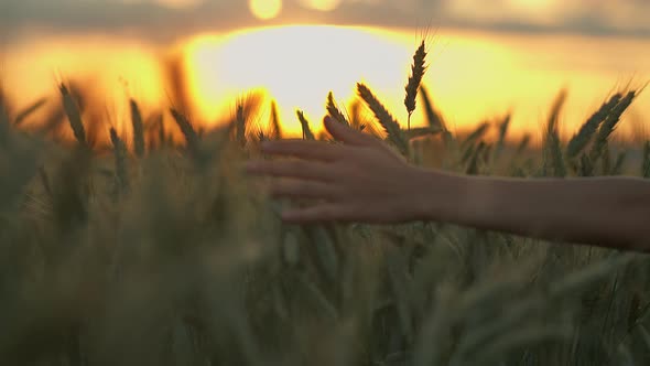 Boy's Hand Sliding on Ears of Wheat Against the Background of the Sky at Sunset