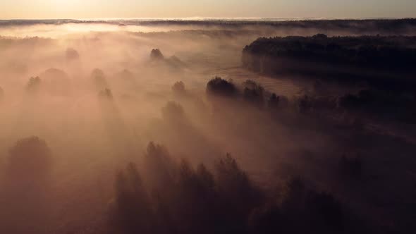 Misty meadow in the morning