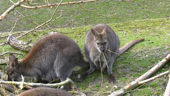 Kangaroos eating alt