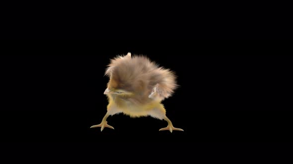 18 Baby Chicks Dancing 4K alt