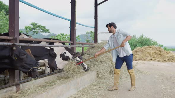 Young handsome male agricultural farmer feeding herd of cows with hay grass in cowshed alt