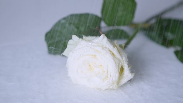 Concept Of White Rose In The Rain.