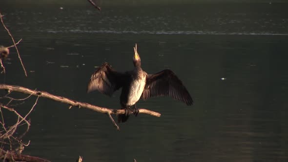 Cormorant On A Branch Drying Its Wings