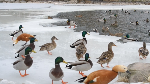 Lots Of Ducks In Winter On Ice Of a Pond Fed By People