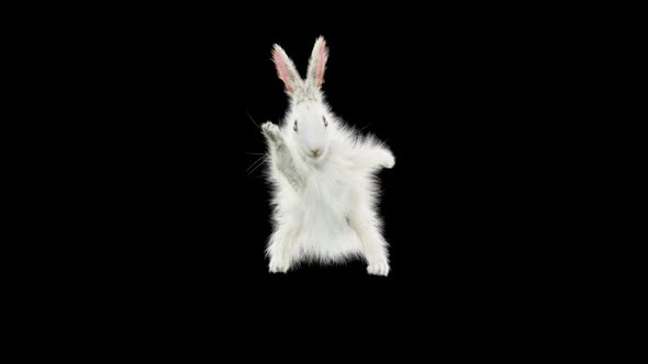 Rabbit Dancing HD alt