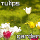 Tulips Flowers in Bloom Tulips Flowers in Bloom - VideoHive Item for Sale