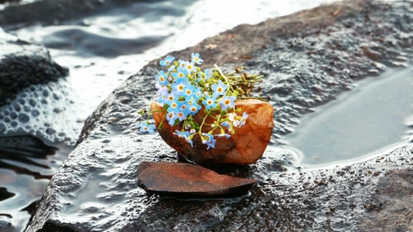 Bouquet of Blue Flowers on a Stone at Lake Shore