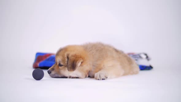 Adorable Puppy Dog With Blanket Playing With Toy Ball On White Background 2