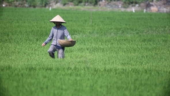 Vietnam Farmers Harvest Rice  alt
