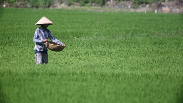 Vietnam Farmers Harvest Rice 