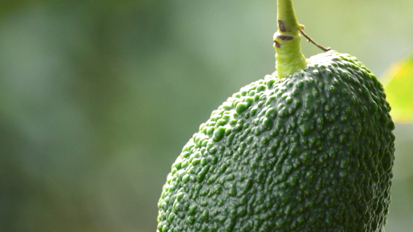 Hass Avocado Fruit Hanging at Detail alt