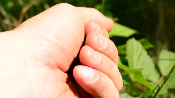 Scarab Beetle Flies Away From Human Hand